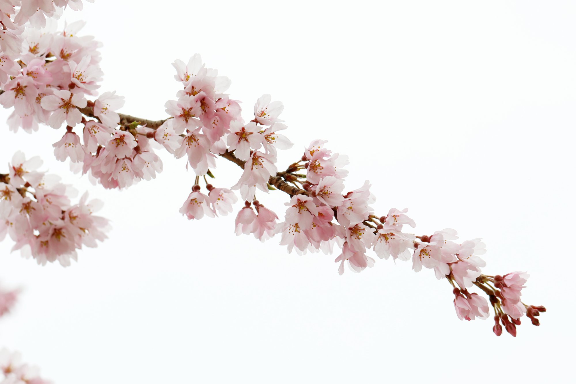 Japanese Cherry Blossom